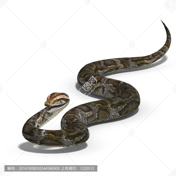 皇蟒
