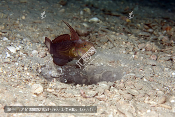 tailspot蝦虎魚