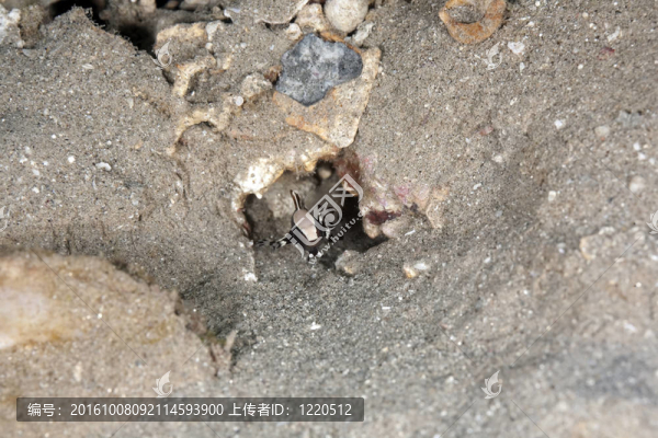 優(yōu)美的shrimpgoby