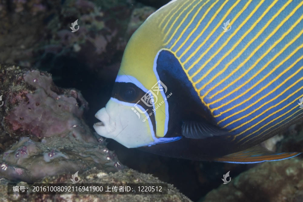 皇帝神仙魚