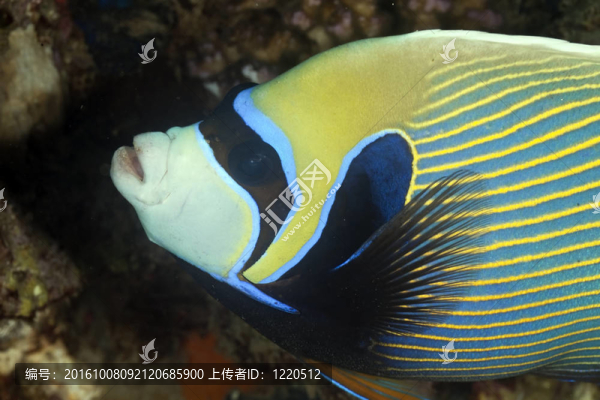 皇帝神仙魚