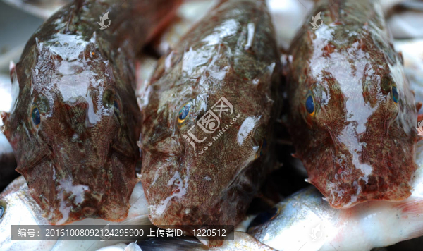 新鮮的魚（鲇形目）