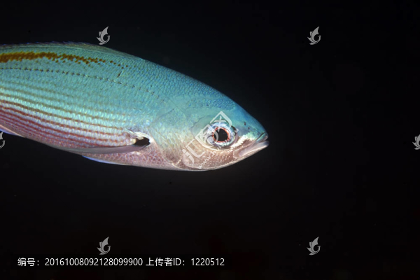 月球現(xiàn)