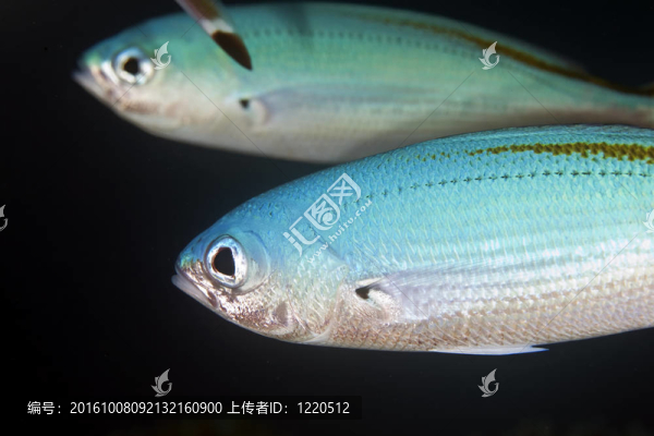 月球現(xiàn)
