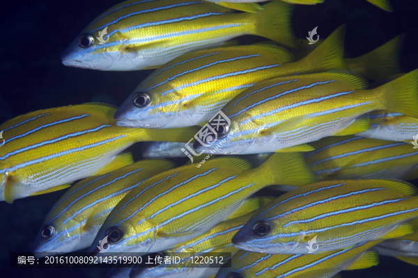 藍(lán)色條紋鯛魚(yú)