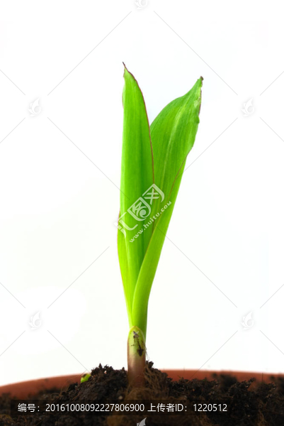玉米單芽