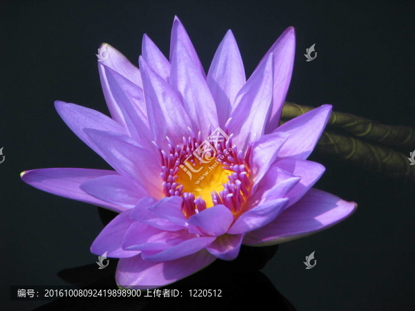 水百合1