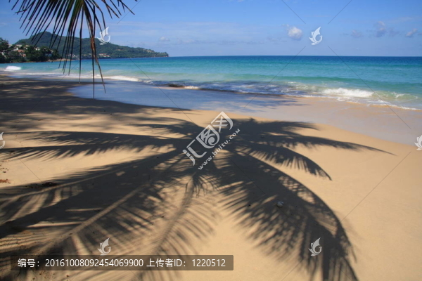 Beach棕櫚樹陰影