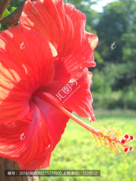 木槿