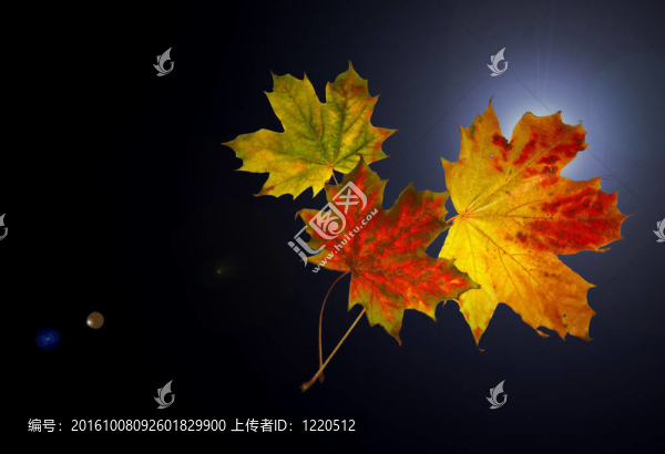 秋天