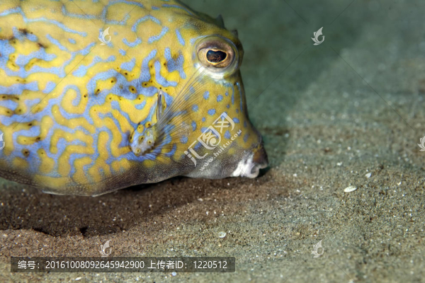 刺魚Boxfish