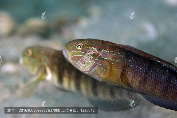 tailspot蝦虎魚