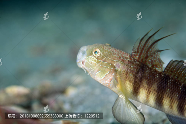 tailspot蝦虎魚