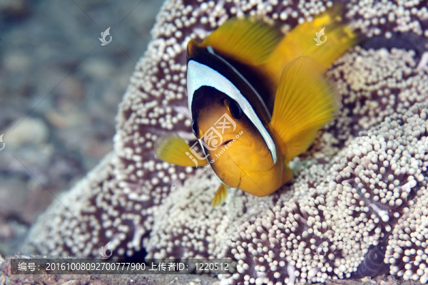 小丑魚