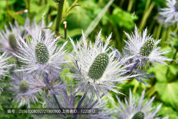 薊花的細(xì)節(jié)與綠色的背景
