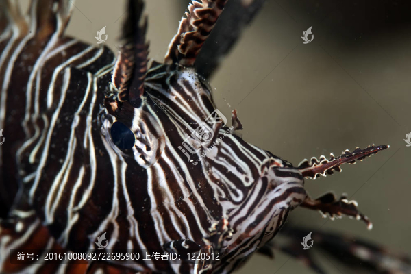 獅子魚