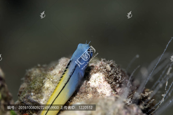 模仿粘魚