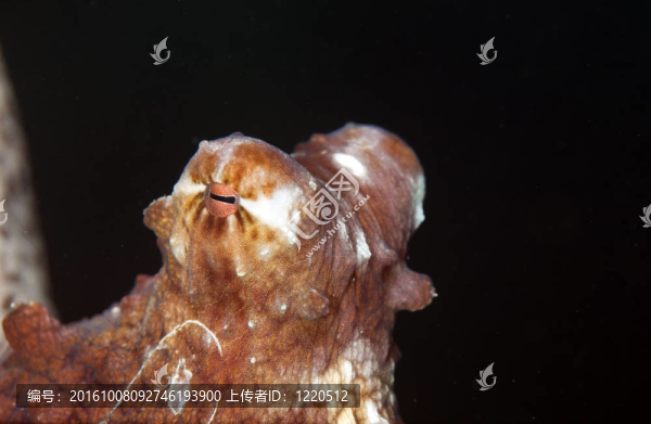 礁章魚細節(jié)
