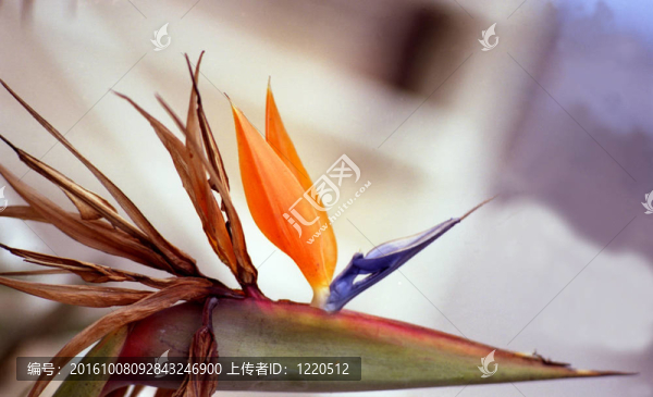 orchid46