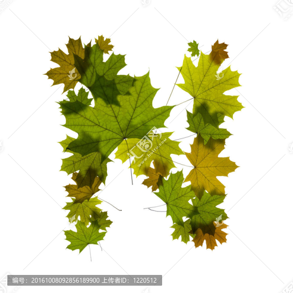 從綠色楓葉的字母