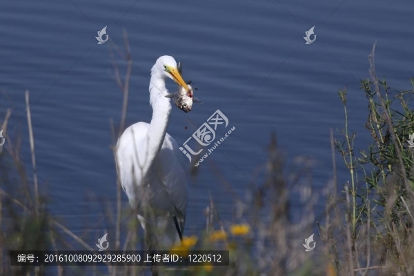 白鷺捕魚