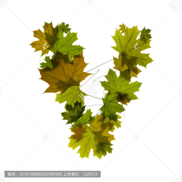 從綠色楓葉的字母V