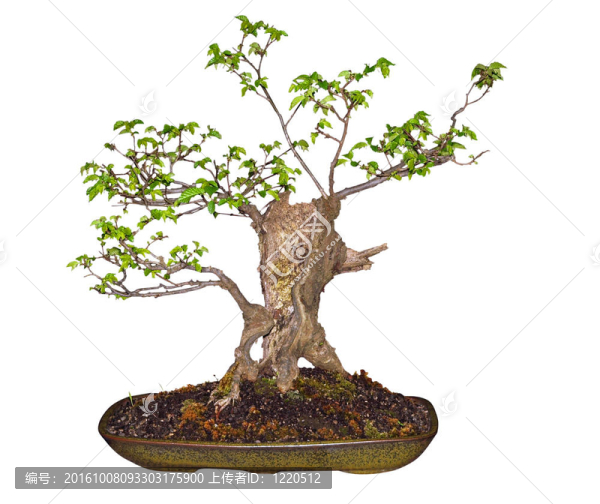 盆景榆樹(shù)（榆科）