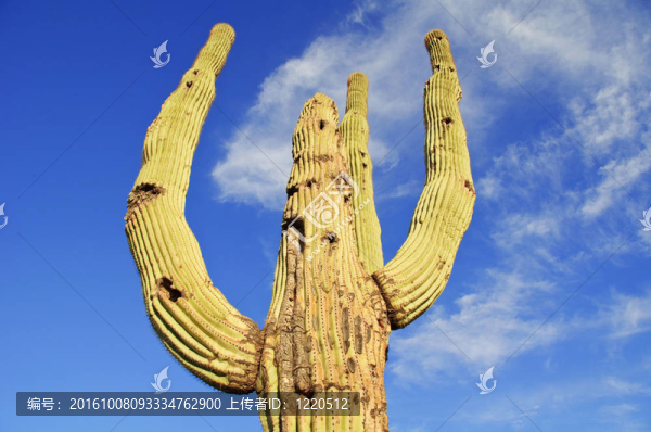 仙人掌仙人掌；在仙人掌國家紀念碑生長；位于Tucson；亞利桑那州