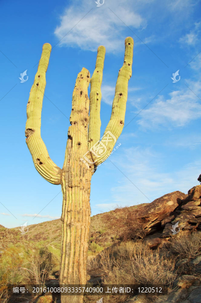 仙人掌仙人掌；在仙人掌國家紀(jì)念碑生長；位于Tucson；亞利桑那州
