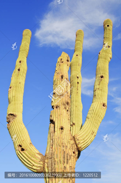 仙人掌仙人掌；在仙人掌國家紀(jì)念碑生長；位于Tucson；亞利桑那州