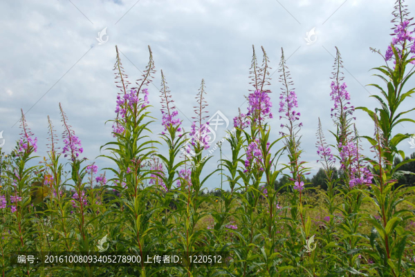 夏花