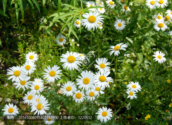 夏菊花背景
