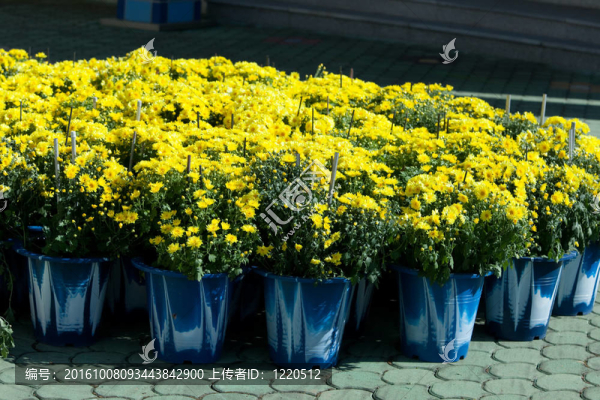 花
