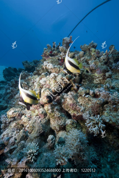 海洋和鰭魚