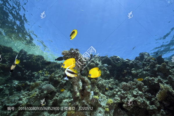 海洋和魚
