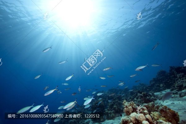 海洋和魚