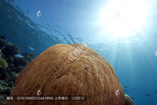 海洋與山地珊瑚