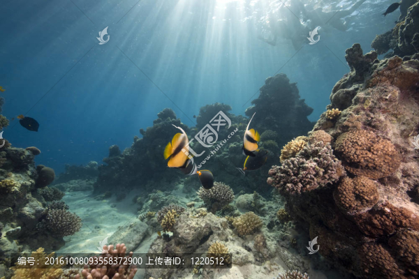 海洋和魚(yú)