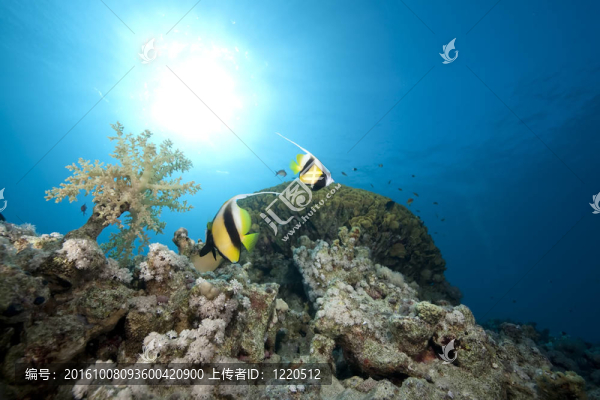 海洋和魚