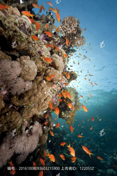 海洋和魚