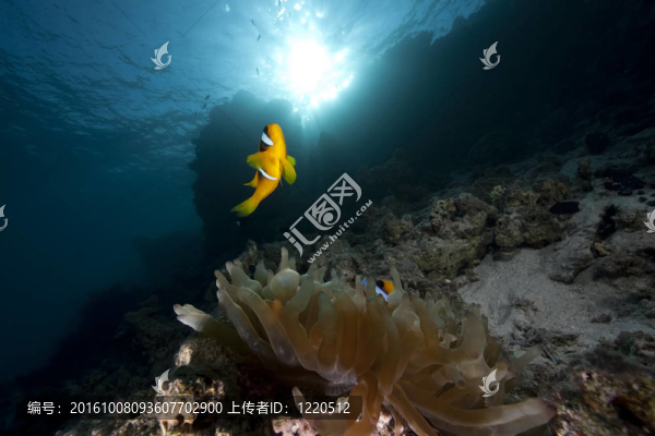 海葵和小丑魚