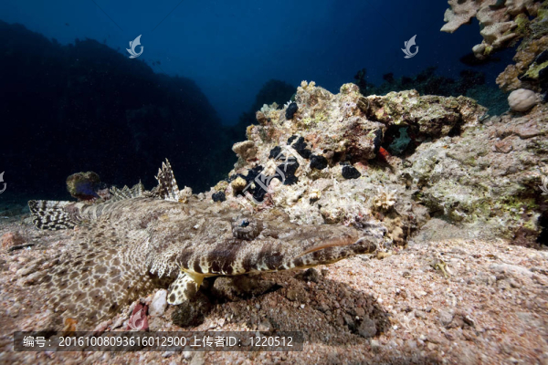 海洋和crocodilefish