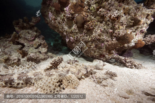 海洋和crocodilefish