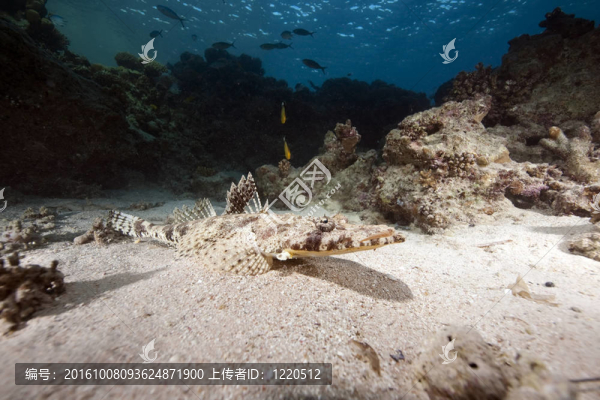 海洋和crocodilefish