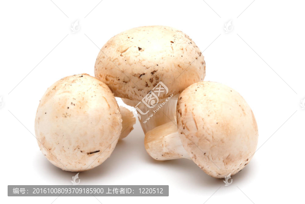 香菇香菇