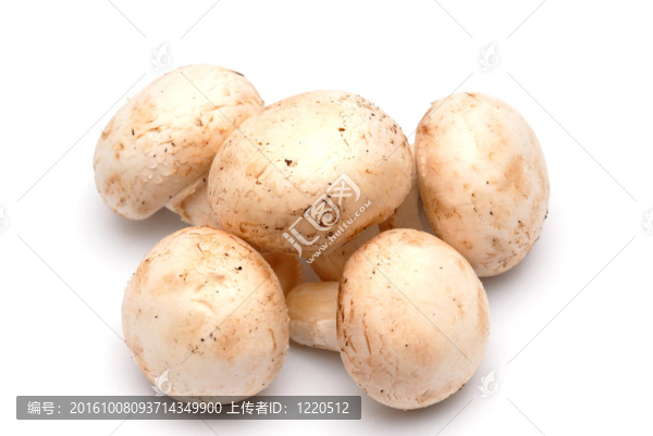 香菇香菇