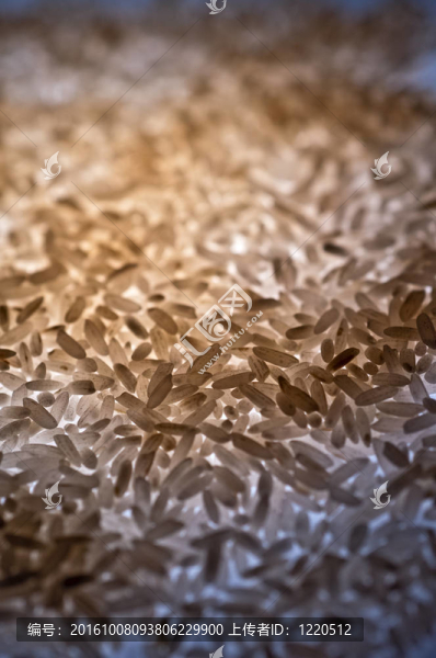 Rice顆粒