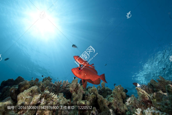 海洋和月牙尾大眼