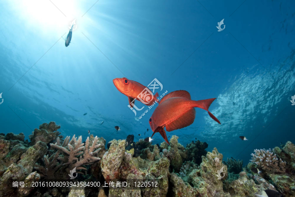 海洋和月牙尾大眼