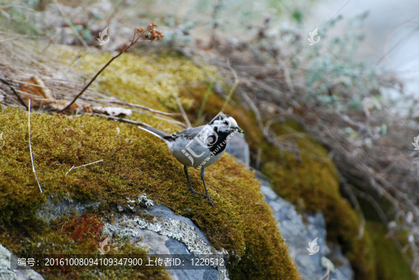 白鹡鸰（Motacilla,alba）